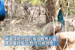 孔雀遭拔毛成公雞！動(dòng)物園：或?qū)⒂慰土腥牒诿麊危多圖]