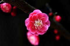 梅花泡水喝有何禁忌？梅花泡水喝有何好處？[圖]