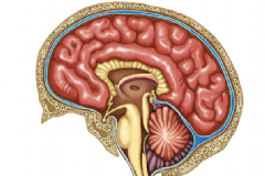 大腦發(fā)育不良要怎么治療？怎么有效的治療大腦發(fā)育不良？[圖]