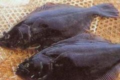 鼓眼魚(yú)有哪些功效？吃鼓眼魚(yú)的好處有哪些？[圖]