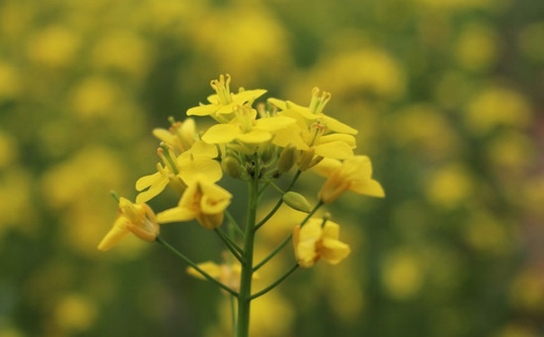 油菜開花了還能吃嗎？開花的油菜能吃嗎？(1)