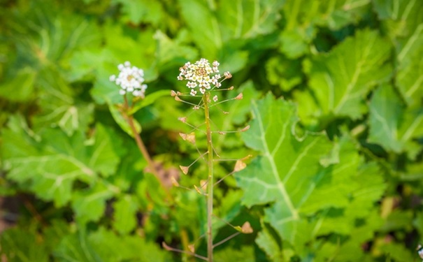 薺菜花有什么功效？吃薺菜花要注意什么？(1)