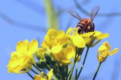 花粉過敏是怎么回事？花粉過敏是什么原因？[圖]