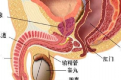 睪丸炎能自愈嗎？睪丸炎吃什么藥？[圖]