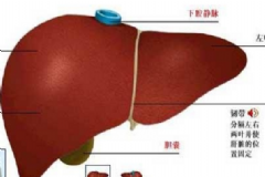 肝功能異常怎么調理？肝功能異常能治好嗎？[圖]