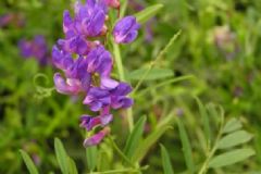 鳳仙花怎么治??？鳳仙花有哪些治病方法？[圖]