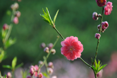 什么花對(duì)孕婦不好？哪些花對(duì)孕婦有害處？[多圖]