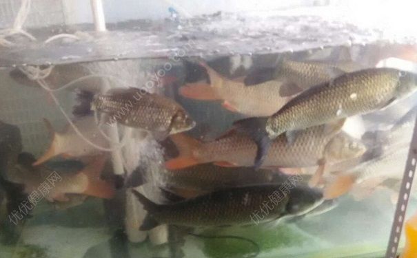 死魚能吃嗎？魚死了還能吃嗎？(5)