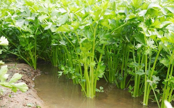 芹菜去火嗎？上火吃芹菜好不好？(2)