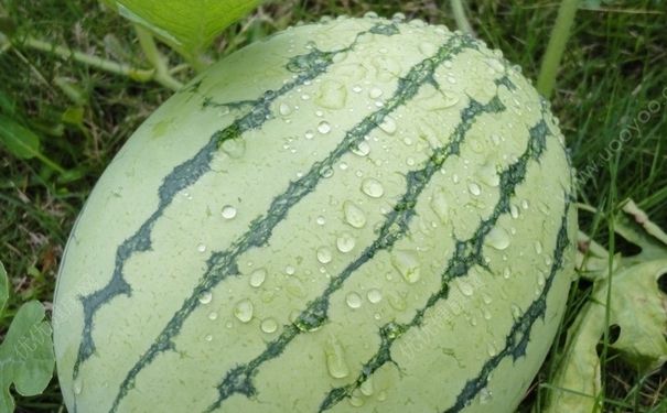 西瓜淋雨了會怎么樣？西瓜淋雨會壞嗎？(3)