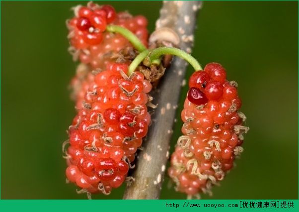 桑葚能和紅糖一起吃嗎？桑葚和紅糖一起吃好不好？(3)