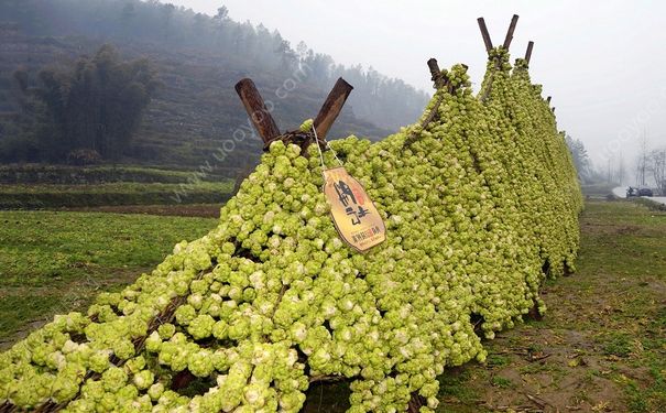 榨菜怎么炒好吃？榨菜怎么拌好吃？(1)