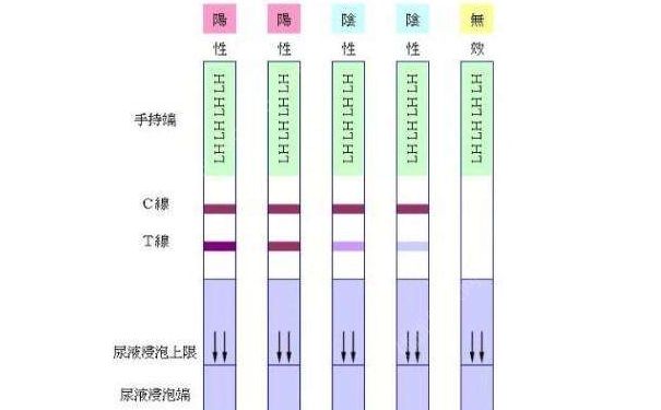 如何用排卵試紙測(cè)排卵？用排卵試紙測(cè)排卵的方法(1)