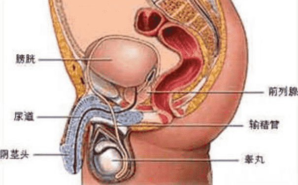 男性的生殖器官是怎樣的？男性生殖器官功能是怎樣的？(1)