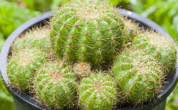 什么植物防輻射最好？防輻射植物有哪些呢？(1)