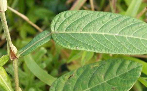 葫蘆茶有什么藥用價值？葫蘆茶的功效與作用(1)