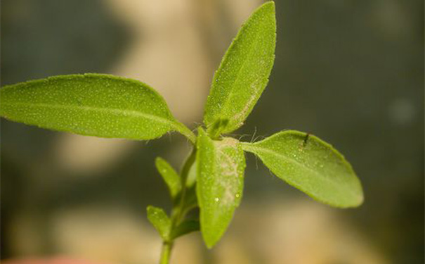 石薺苧有什么功效？石薺苧的功效與作用(1)