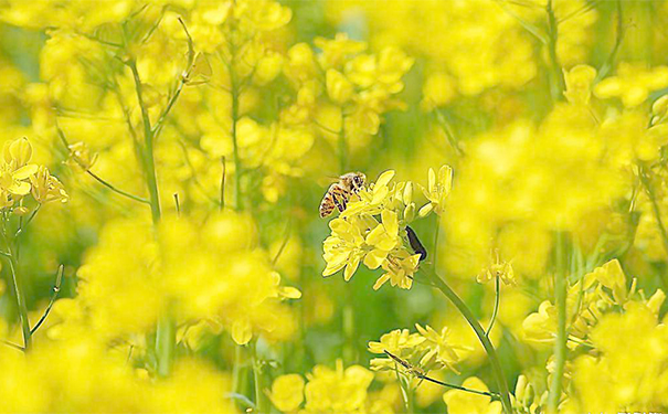 蜂膠過(guò)期還能吃嗎？蜂膠過(guò)期了還可以吃嗎？(1)