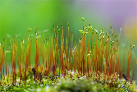 種植方法