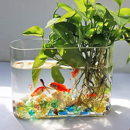 水培植物可以養(yǎng)魚嗎