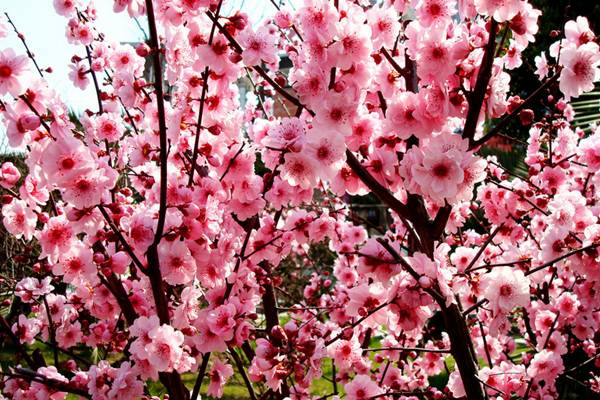 梅花盆景的夏季養(yǎng)護(hù)