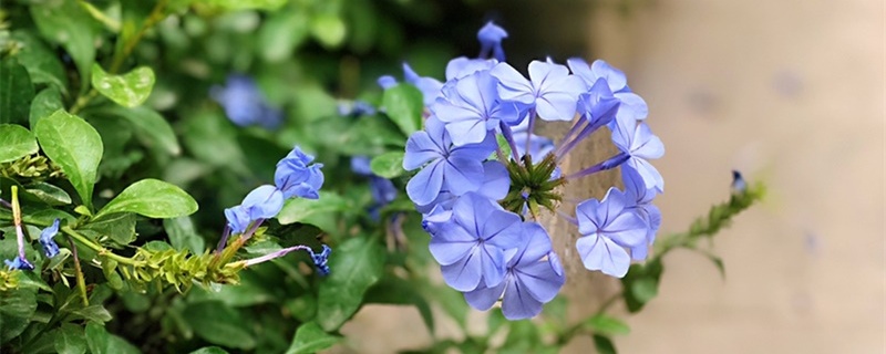 藍(lán)雪花怎么過(guò)冬，冬天會(huì)落葉嗎