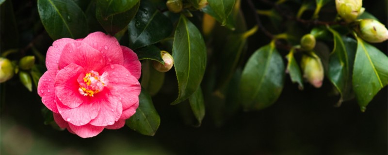 怎么讓茶花快速開花，開花期如何護(hù)理