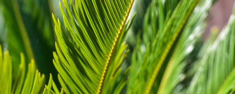 鐵樹是什么植物，種子怎樣種植