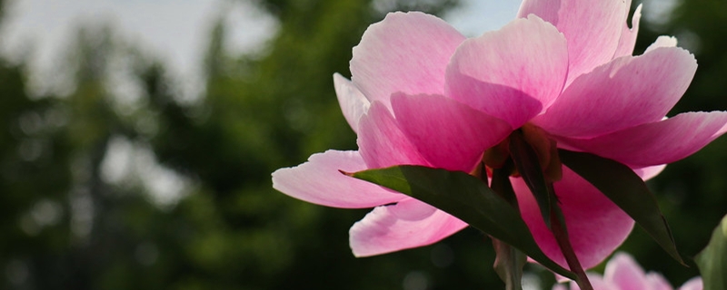 芍藥有毒嗎，芍藥可以在室內(nèi)養(yǎng)嗎