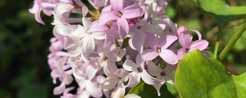 丁香花能泡茶喝嗎，丁香花泡茶喝的好處