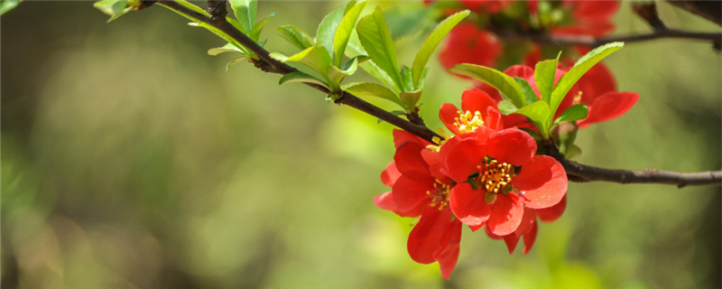 海棠是花還是樹(shù)，海棠樹(shù)花有幾個(gè)品種