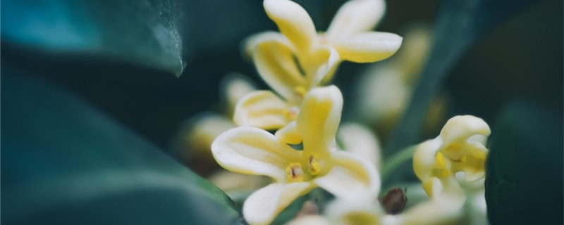 桂花的功效和作用，桂花泡茶怎么制作