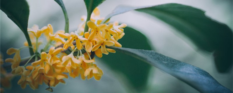 桂花泡茶喝有什么作用，桂花泡茶的做法