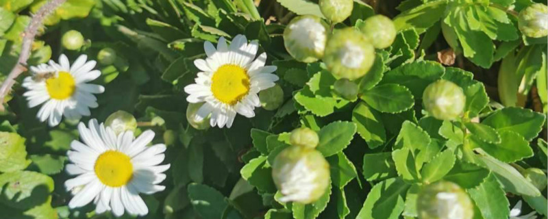 小雛菊花語，小雛菊圖片