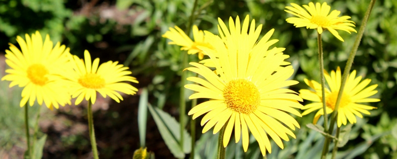 雛菊怎么養(yǎng)，雛菊花期