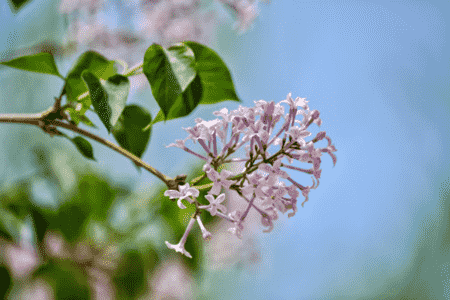 丁香花