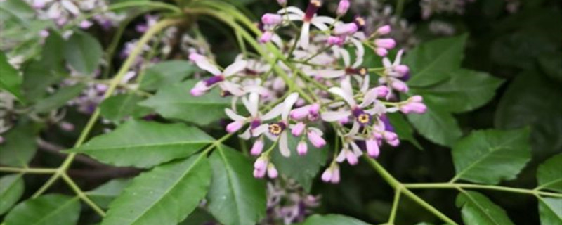 丁香花可以用種子繁殖嗎，丁香花播種的時間