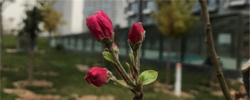 海棠冬季有葉子嗎，冬季開花嗎