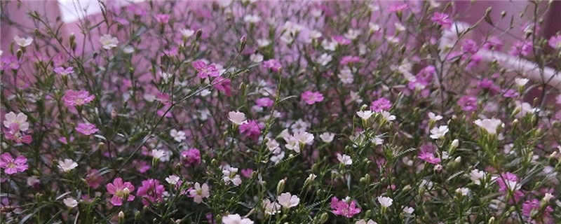 滿(mǎn)天星是干花還是鮮花，多少錢(qián)一束