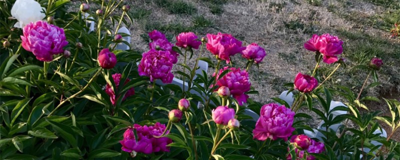 芍藥是什么植物，芍藥是花還是樹