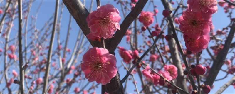 移栽梅花多久能生根，梅花何時(shí)移栽易成活