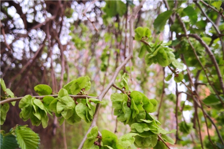 榆樹(shù)