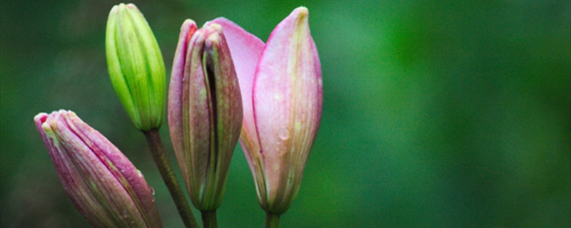 百合開花之后怎么處理，百合一年開花幾次