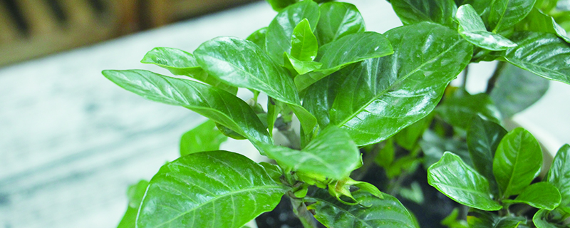 梔子花一年開幾次花，梔子花幾月開花