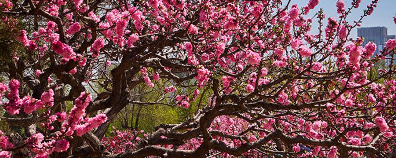 桃花什么季節(jié)開花，桃花促花方法