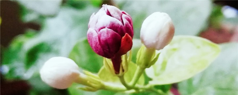 茉莉花幾月開，茉莉花一年開幾次