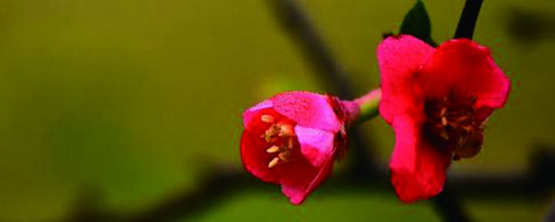 家里養(yǎng)海棠花吉利嗎，家里養(yǎng)什么花不吉利