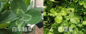 白車(chē)軸草和苜蓿草的區(qū)別，白車(chē)軸草是不是四葉草