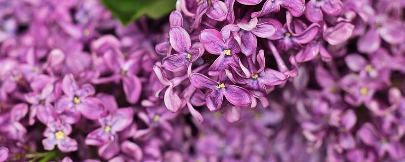 丁香花如何給水，丁香花根部積水怎么辦