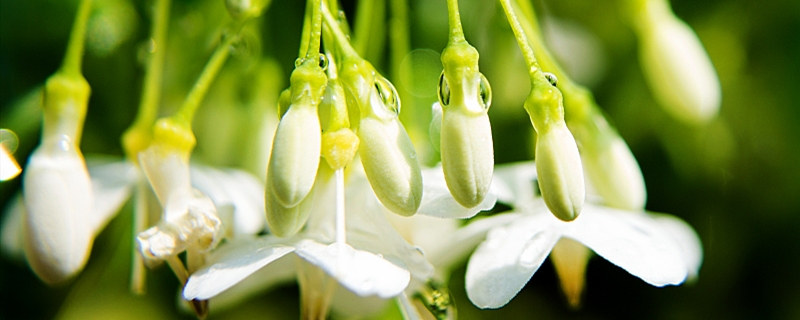 茉莉花如何播種，茉莉花播種時間